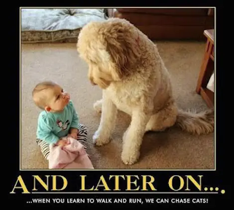 When you get older, We can Chase cats together.